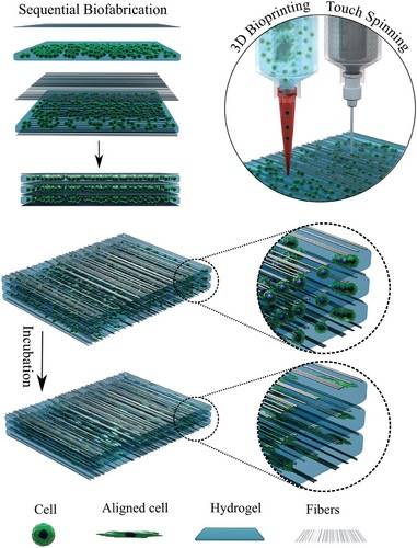 將水凝膠和纖維結(jié)合，開(kāi)發(fā)用于組織再生的3D打印技術(shù) 